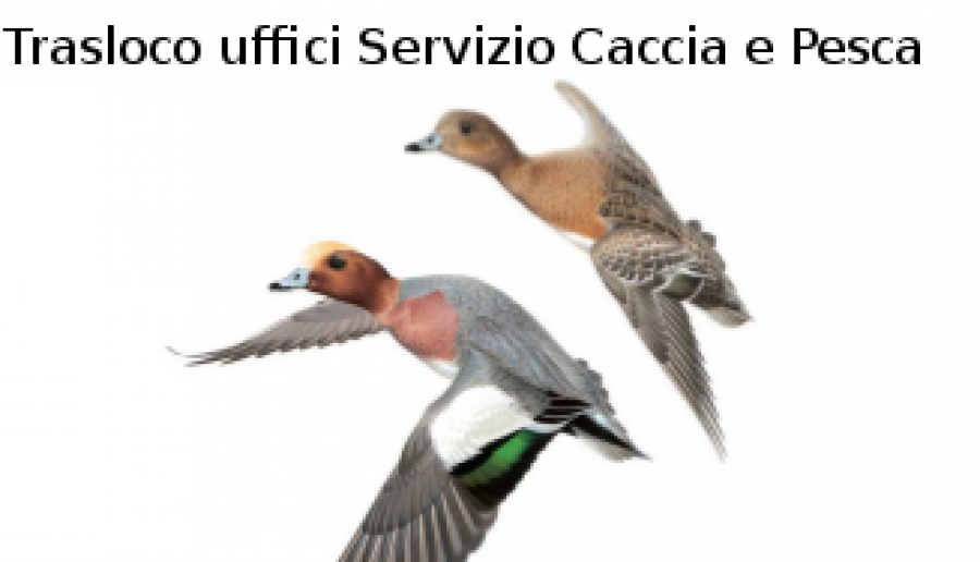 Trasloco Servizio Caccia e Pesca Trasloco Servizio Caccia e Pesca